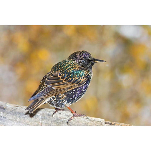 CO, Frisco European starling standing on log White Modern Wood Framed Art Print by Lord, Fred