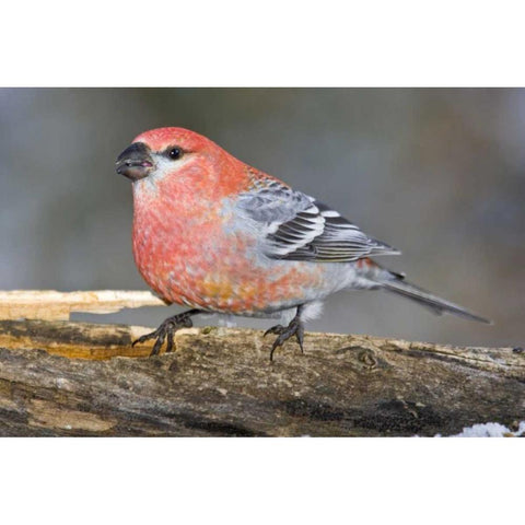 Colorado, Frisco Male pine grosbeak bird on log White Modern Wood Framed Art Print by Lord, Fred