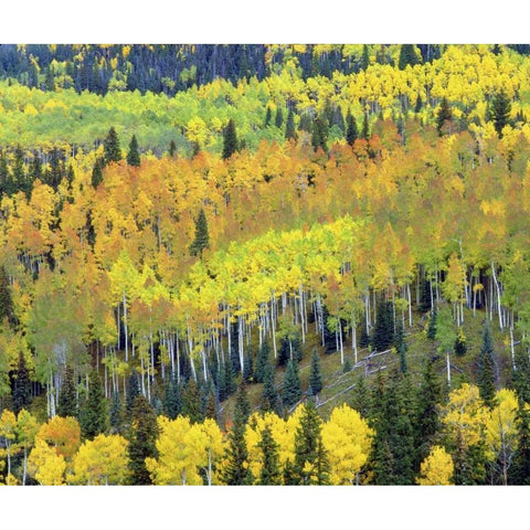 Colorado, Rocky Mts Fall colors of Aspen trees Black Modern Wood Framed Art Print by Talbot Frank, Christopher