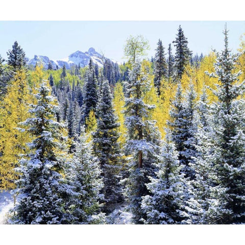 Colorado Snow-covered trees in the Rocky Mts Black Modern Wood Framed Art Print with Double Matting by Talbot Frank, Christopher