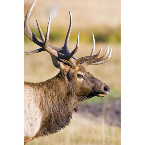 CO, Rocky Mts Bull elk with full rack of antlers Black Modern Wood Framed Art Print with Double Matting by Lord, Fred