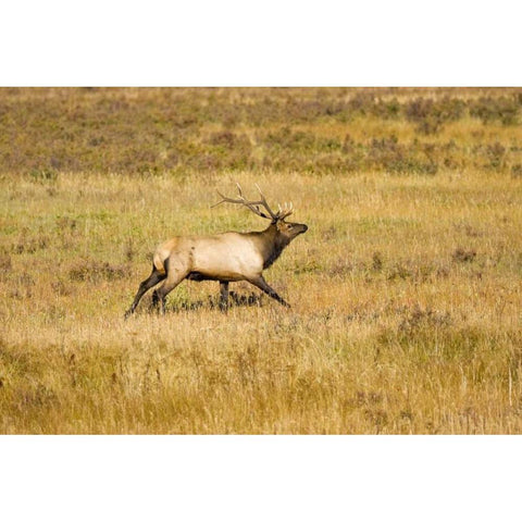 CO, Rocky Mts Bull elk with full rack of antlers White Modern Wood Framed Art Print by Lord, Fred