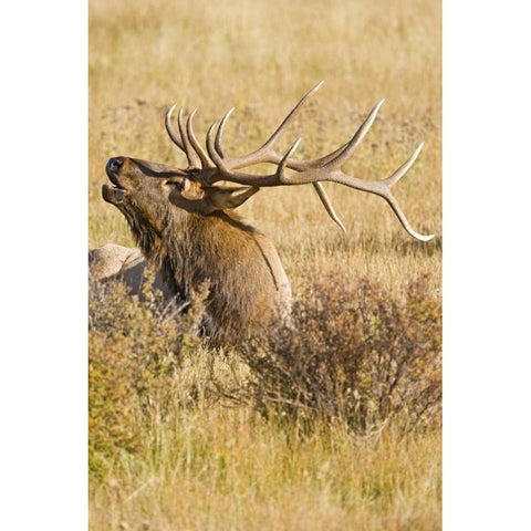 CO, Rocky Mts Bull elk rests in grassy field Black Modern Wood Framed Art Print with Double Matting by Lord, Fred