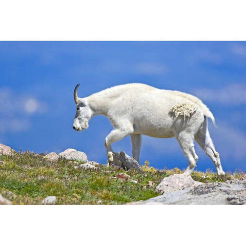 CO, Mount Evans Mountain goat walking on ridge White Modern Wood Framed Art Print by Lord, Fred