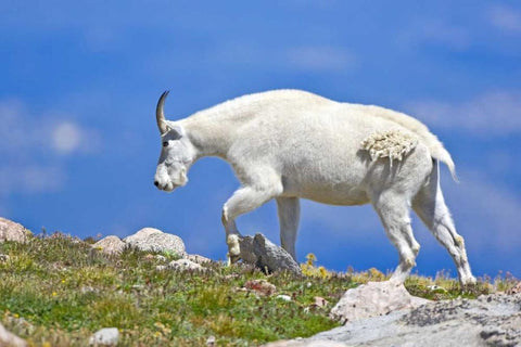 CO, Mount Evans Mountain goat walking on ridge Black Ornate Wood Framed Art Print with Double Matting by Lord, Fred