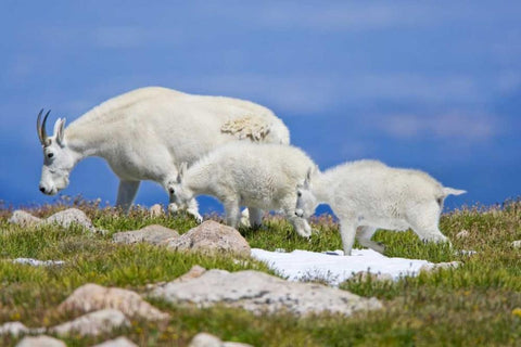 CO, Mount Evans Mountain goat with two kids Black Ornate Wood Framed Art Print with Double Matting by Lord, Fred