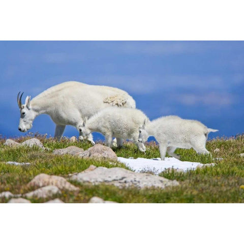 CO, Mount Evans Mountain goat with two kids Black Modern Wood Framed Art Print by Lord, Fred