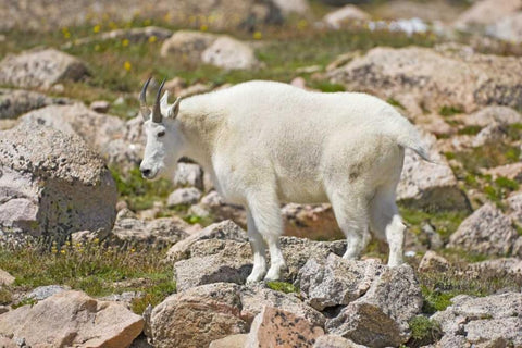 CO, Mt Evans Mountain goat standing on rocks Black Ornate Wood Framed Art Print with Double Matting by Lord, Fred