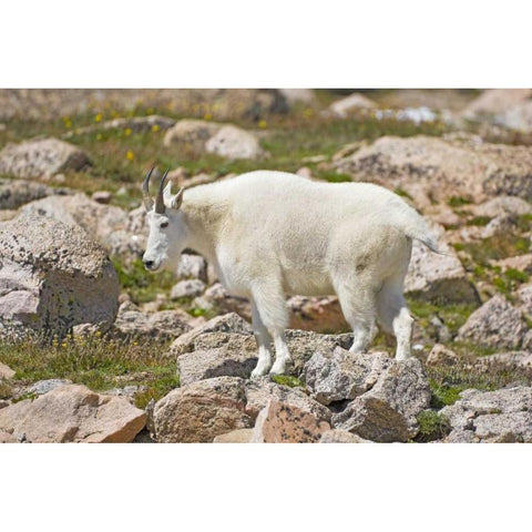 CO, Mt Evans Mountain goat standing on rocks Black Modern Wood Framed Art Print by Lord, Fred