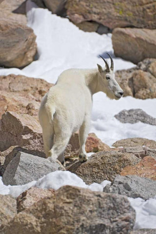 CO, Mount Evans Mountain goat standing on rocks Black Ornate Wood Framed Art Print with Double Matting by Lord, Fred