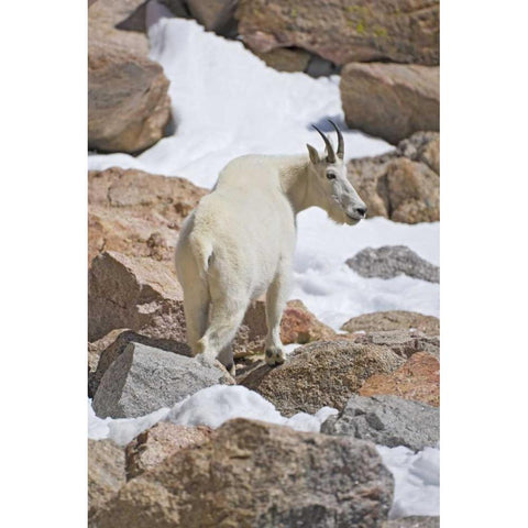 CO, Mount Evans Mountain goat standing on rocks White Modern Wood Framed Art Print by Lord, Fred
