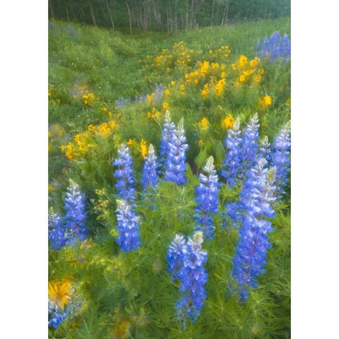 CO, Crested Butte Lupines and sunflowers, spring White Modern Wood Framed Art Print by Rotenberg, Nancy