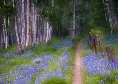 CO, Crested Butte Fenced trail through lupine Black Ornate Wood Framed Art Print with Double Matting by Rotenberg, Nancy