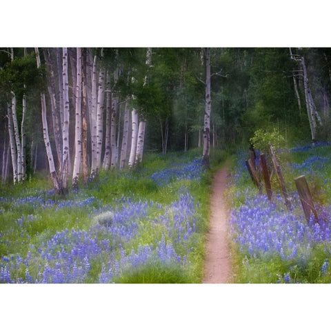 CO, Crested Butte Fenced trail through lupine Black Modern Wood Framed Art Print with Double Matting by Rotenberg, Nancy