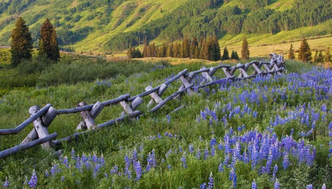 CO, Crested Butte Fence in a mountain valley Black Ornate Wood Framed Art Print with Double Matting by Rotenberg, Nancy