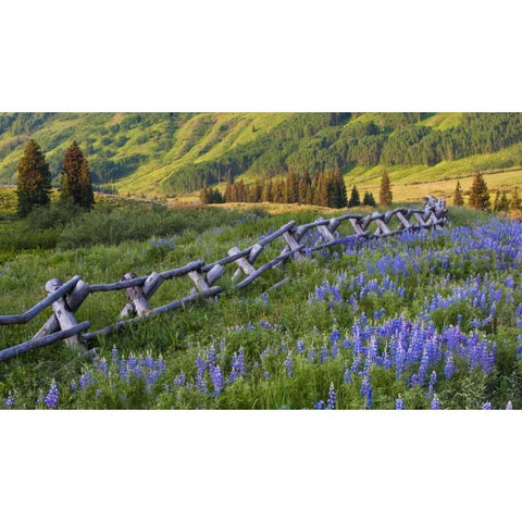 CO, Crested Butte Fence in a mountain valley Gold Ornate Wood Framed Art Print with Double Matting by Rotenberg, Nancy