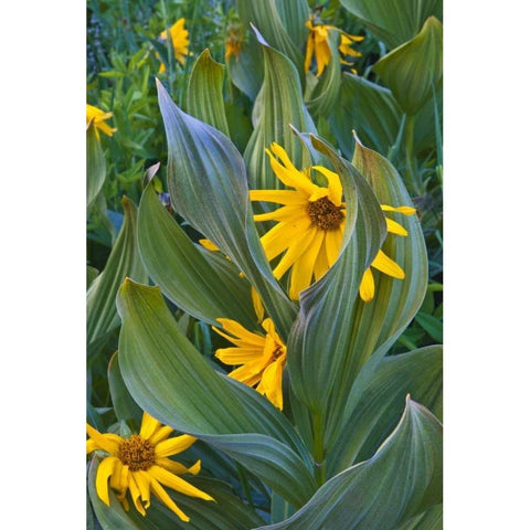 CO, Crested Butte Corn lilies and sunflowers Black Modern Wood Framed Art Print by Rotenberg, Nancy