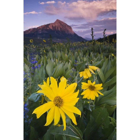 CO, Crested Butte Flowers by Mt Crested Butte White Modern Wood Framed Art Print by Rotenberg, Nancy