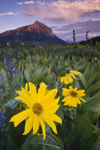 CO, Crested Butte Flowers by Mt Crested Butte White Modern Wood Framed Art Print with Double Matting by Rotenberg, Nancy