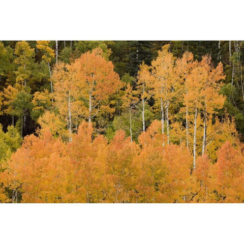 CO, Uncompahgre NF Grove of orange-tinged aspens Gold Ornate Wood Framed Art Print with Double Matting by Grall, Don
