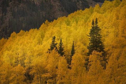 CO, Rocky Mts A ridge of aspen trees in autumn Black Ornate Wood Framed Art Print with Double Matting by Grall, Don