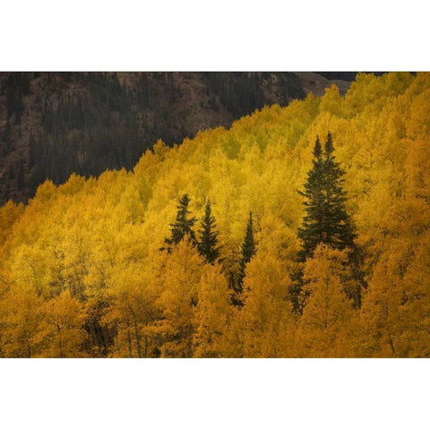 CO, Rocky Mts A ridge of aspen trees in autumn Black Modern Wood Framed Art Print by Grall, Don