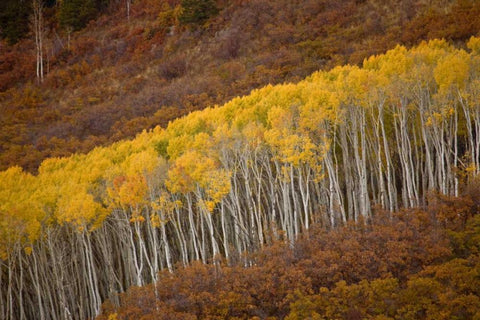 CO, Gunnison NP Autumn trees in Black Canyon Black Ornate Wood Framed Art Print with Double Matting by Grall, Don
