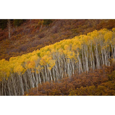 CO, Gunnison NP Autumn trees in Black Canyon Black Modern Wood Framed Art Print by Grall, Don
