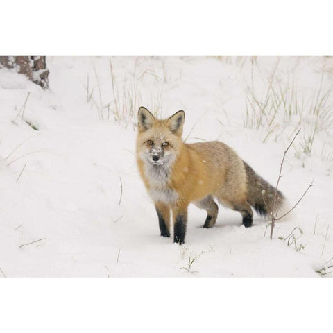 CO, Pike NF A red fox with snow on its muzzle White Modern Wood Framed Art Print by Grall, Don