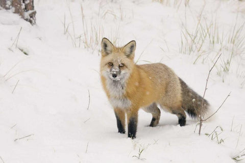 CO, Pike NF A red fox with snow on its muzzle White Modern Wood Framed Art Print with Double Matting by Grall, Don