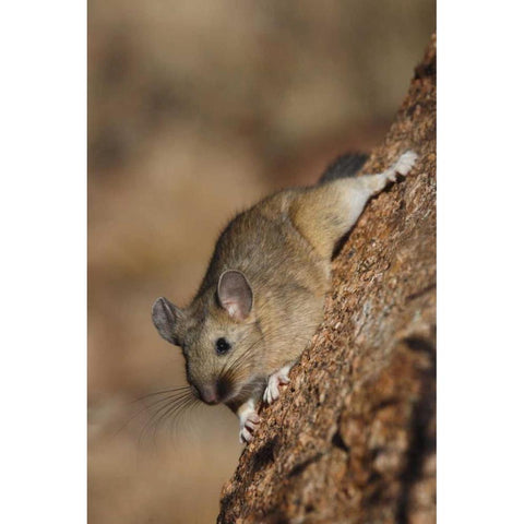 CO, Pike NF Bushy-tailed woodrat on a tree Black Modern Wood Framed Art Print by Grall, Don