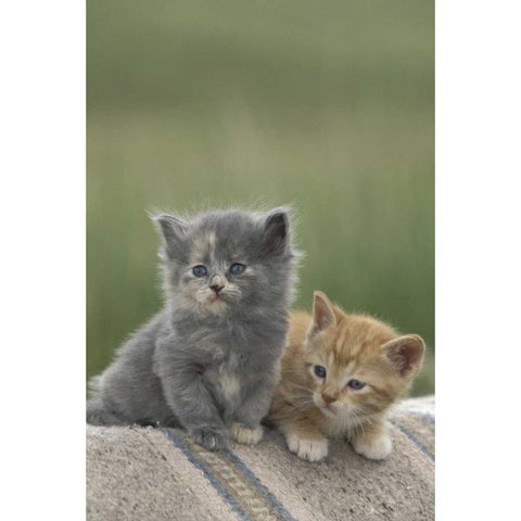 CO, Divide Barn kittens pose on a horse blanket Black Modern Wood Framed Art Print by Grall, Don