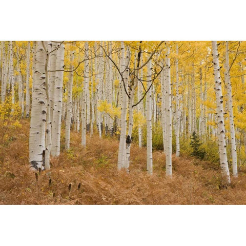 CO, Gunnison NF, Ohio Pass Aspen forest Black Modern Wood Framed Art Print with Double Matting by Grall, Don