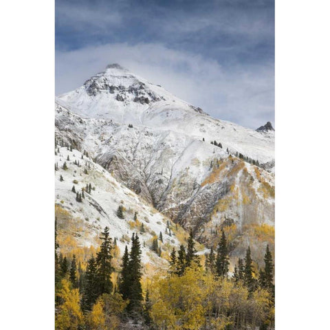 CO, Uncompahgre NF Mountain and aspens in autumn White Modern Wood Framed Art Print by Grall, Don