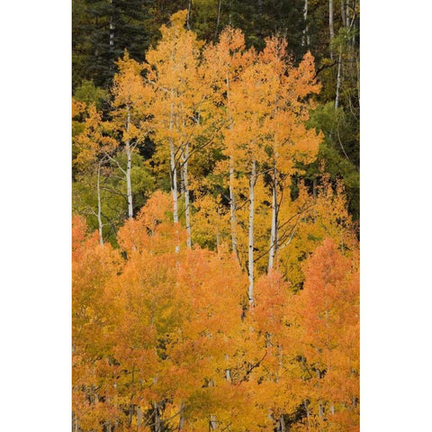 CO, Uncompahgre NF Grove of orange-tinged aspens Black Modern Wood Framed Art Print by Grall, Don