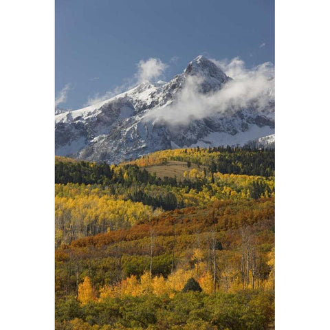 CO, San Juan Mts, Uncompahgre NF Autumn forest Black Modern Wood Framed Art Print by Grall, Don