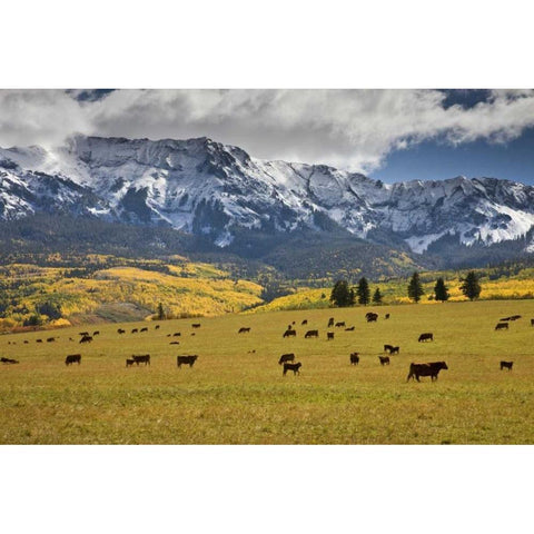CO, Uncompahgre NF, Hastings Mesa Cattle grazing White Modern Wood Framed Art Print by Grall, Don
