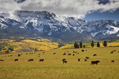 CO, Uncompahgre NF, Hastings Mesa Cattle grazing Black Ornate Wood Framed Art Print with Double Matting by Grall, Don