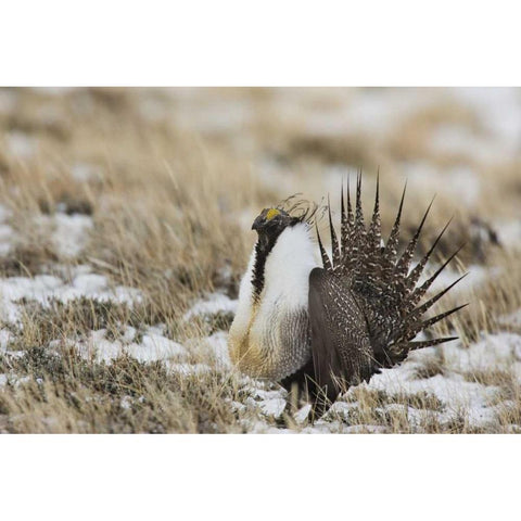 CO, North Park Greater sage grouse in display Gold Ornate Wood Framed Art Print with Double Matting by Grall, Don