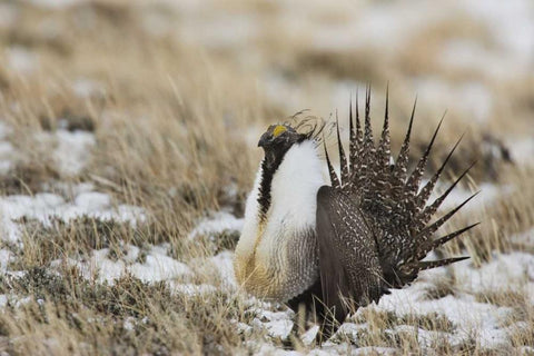 CO, North Park Greater sage grouse in display Black Ornate Wood Framed Art Print with Double Matting by Grall, Don