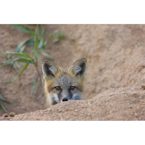 Colorado, Pike NF Shy red fox kit near den site White Modern Wood Framed Art Print by Grall, Don