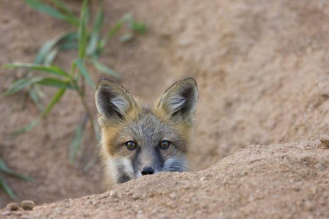 Colorado, Pike NF Shy red fox kit near den site White Modern Wood Framed Art Print with Double Matting by Grall, Don
