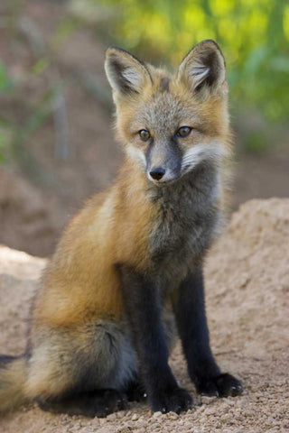 Colorado, Pike NF Red fox kit near den site White Modern Wood Framed Art Print with Double Matting by Grall, Don