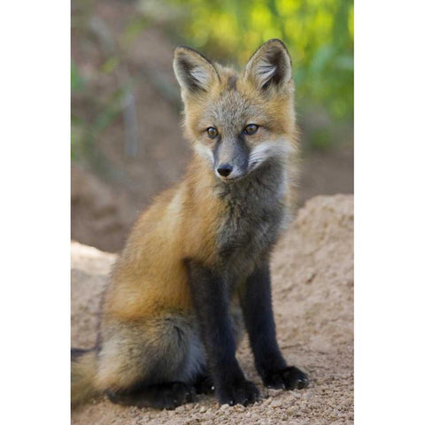 Colorado, Pike NF Red fox kit near den site Black Modern Wood Framed Art Print by Grall, Don