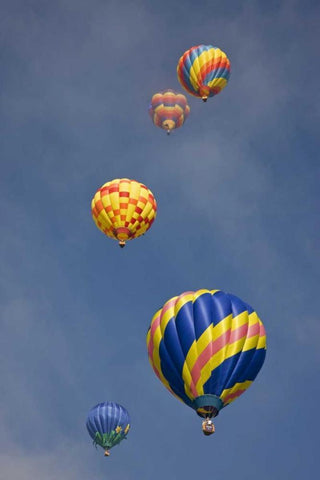 CO, Colorado Springs Hot air balloons in morning Black Ornate Wood Framed Art Print with Double Matting by Grall, Don