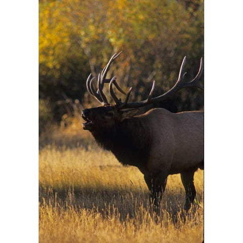 Colorado, Rocky Mountain NP Bull elk bugling Black Modern Wood Framed Art Print by Illg, Cathy and Gordon
