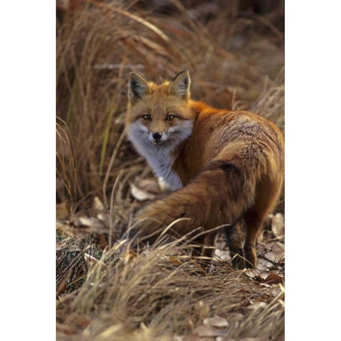 Colorado, Jefferson County Close-up of red fox Black Modern Wood Framed Art Print by Illg, Cathy and Gordon