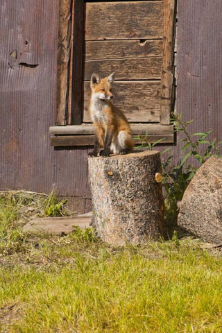 CO, Breckenridge Young fox sitting on log  White Modern Wood Framed Art Print with Double Matting by Lord, Fred