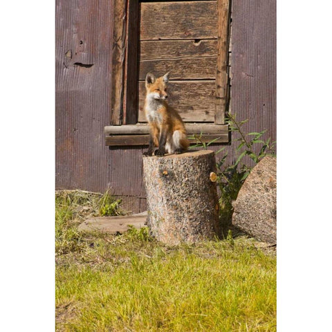 CO, Breckenridge Young fox sitting on log  Black Modern Wood Framed Art Print by Lord, Fred