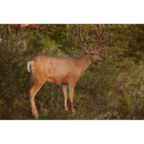 CO, Pike NF Mule deer buck with velvet antlers Gold Ornate Wood Framed Art Print with Double Matting by Grall, Don